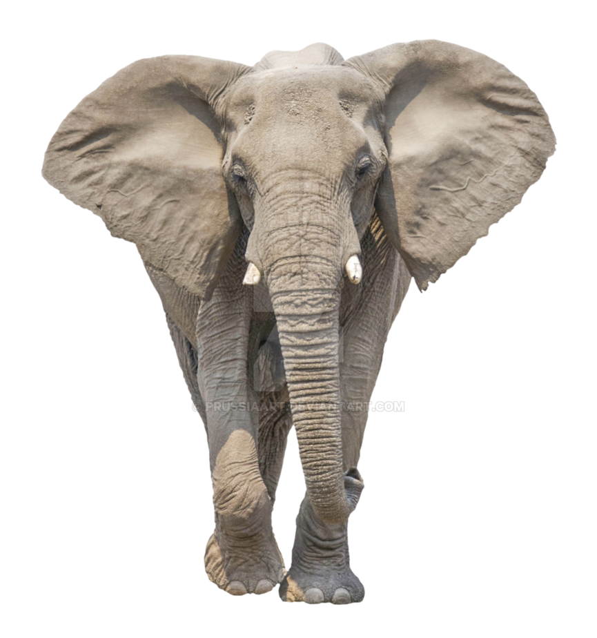 african elephant transparent background #15809