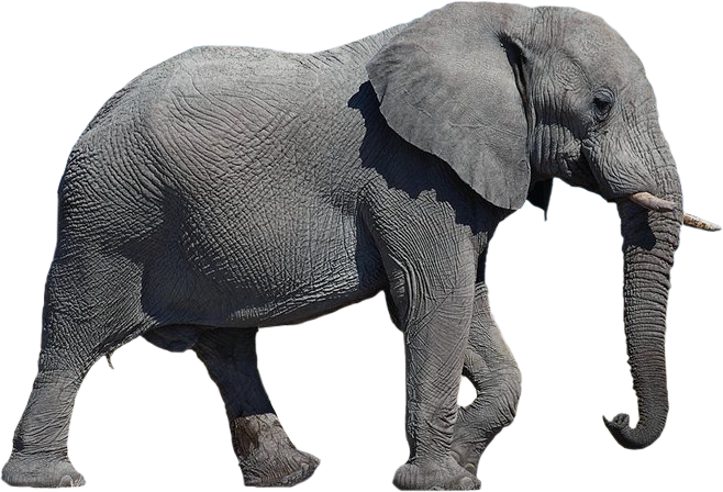 black elephant png transparent image #15798