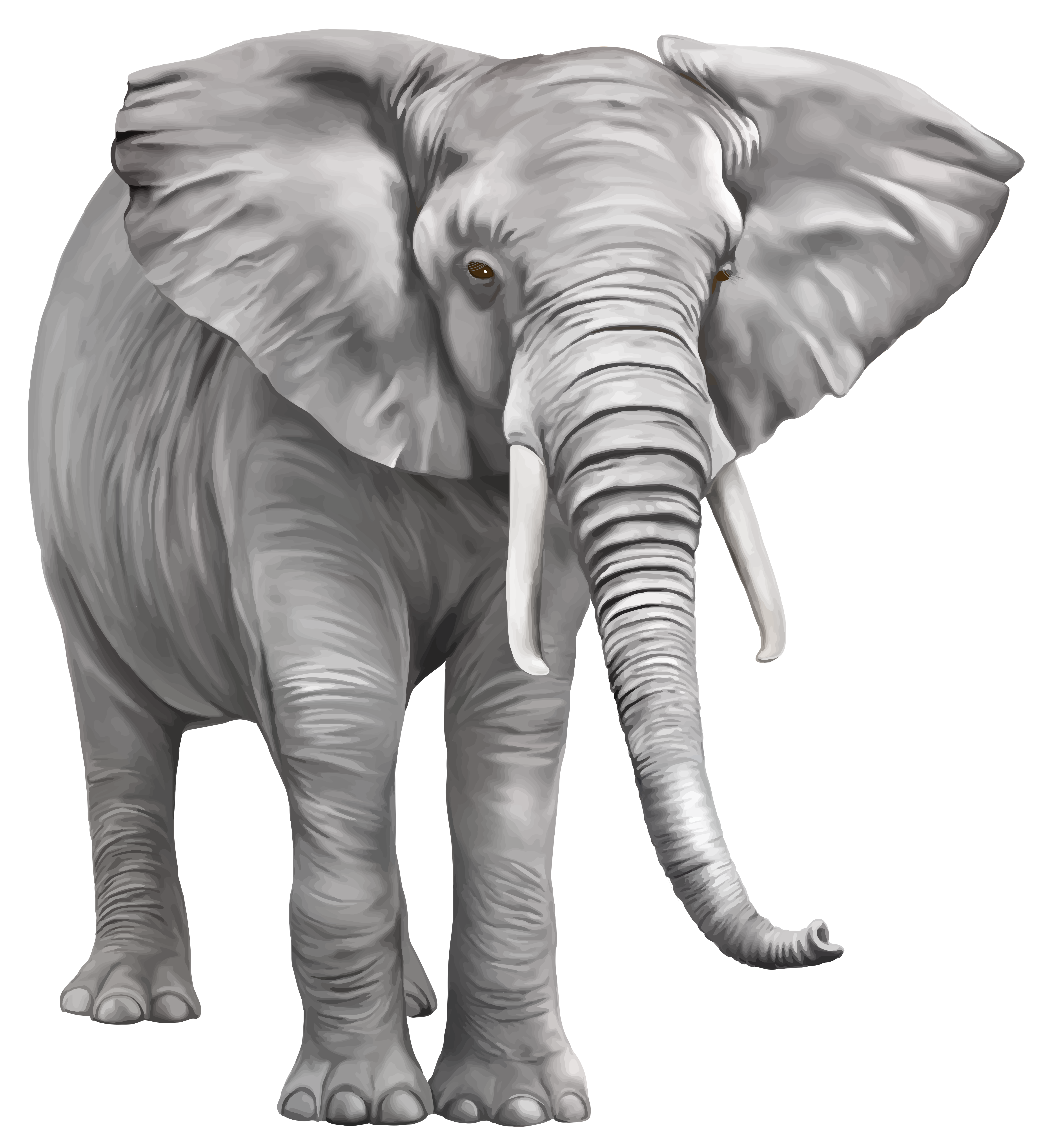 download elephant download png image pngimg #15829