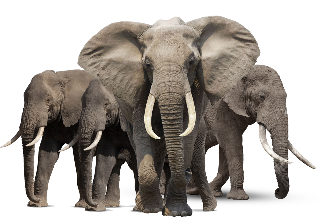 download elephant png image pngimg #15789