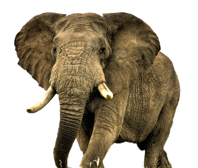 download elephant png transparent image and clipart #15815