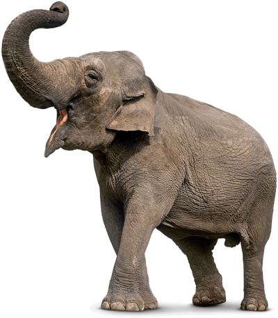 download elephant png transparent image and clipart #15787