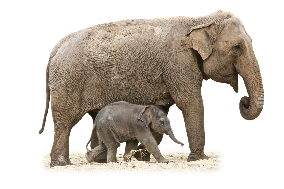 elephant animal african photo pixabay #15782