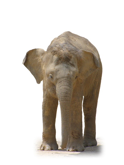 elephant animal african photo pixabay #15821