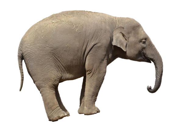 elephant animal african photo pixabay #15840