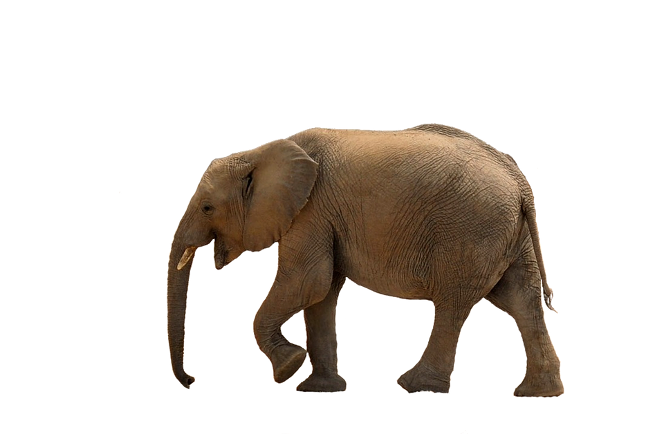 elephant baby african photo pixabay #15814