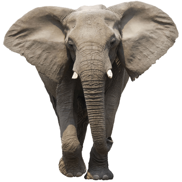 elephant face transparent png stickpng #15842