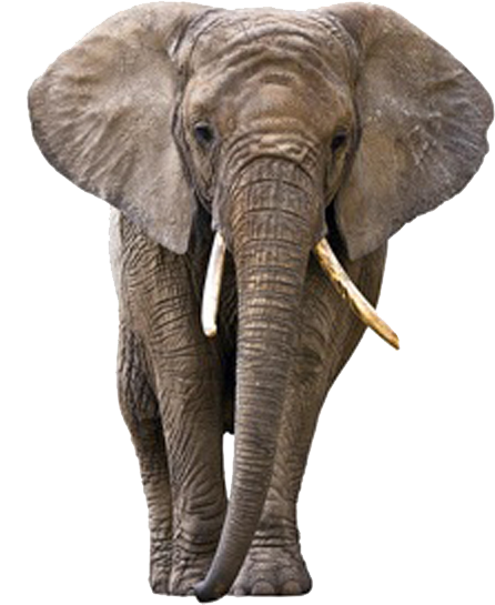 elephant long tusks png image #15826