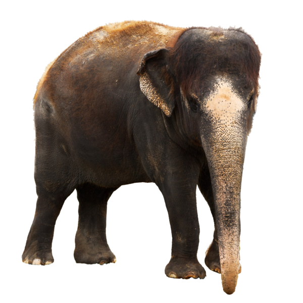 elephant png chaseandlinda deviantart #15780