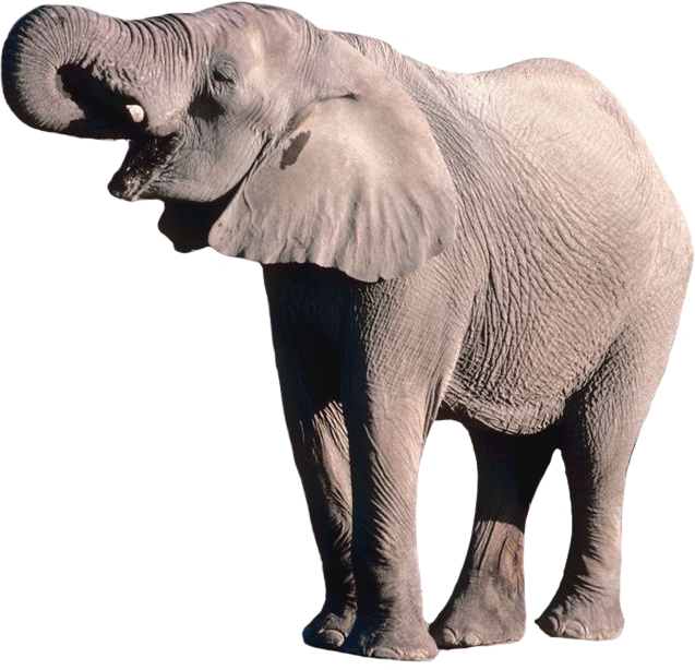 elephant png digitalwideresource deviantart #15791