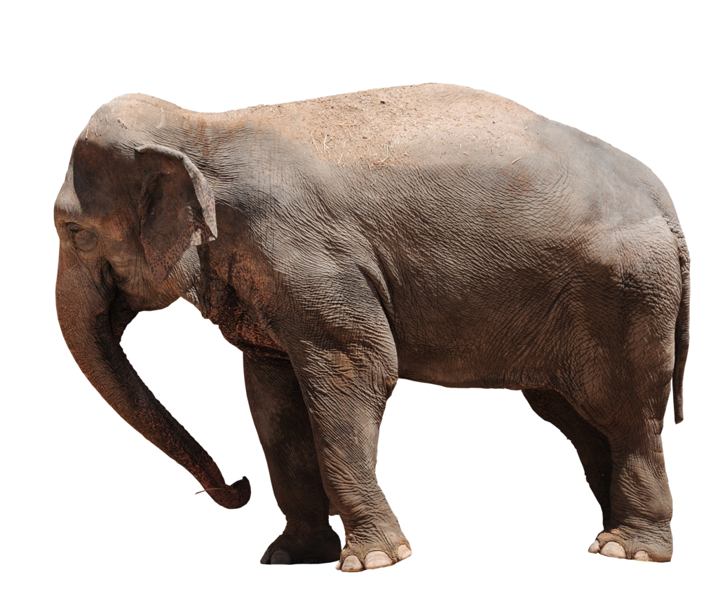 elephant png evelivesey deviantart #15838