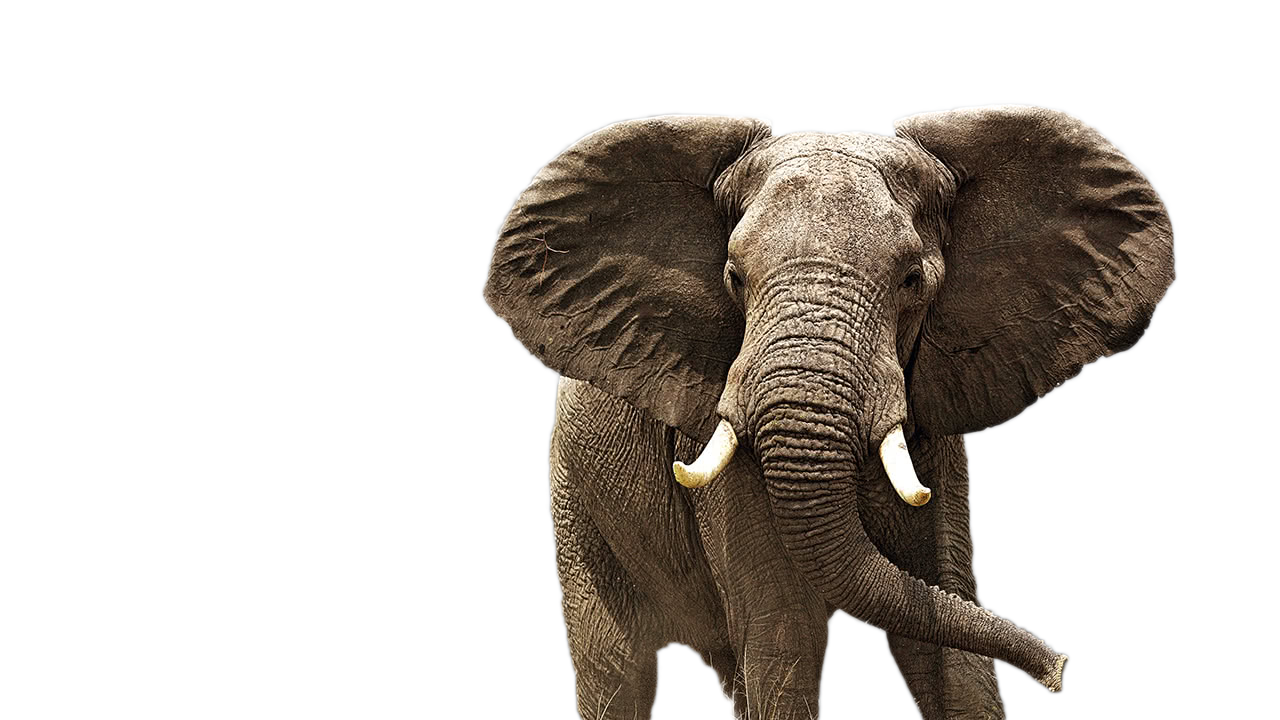 elephant png image png images #15804