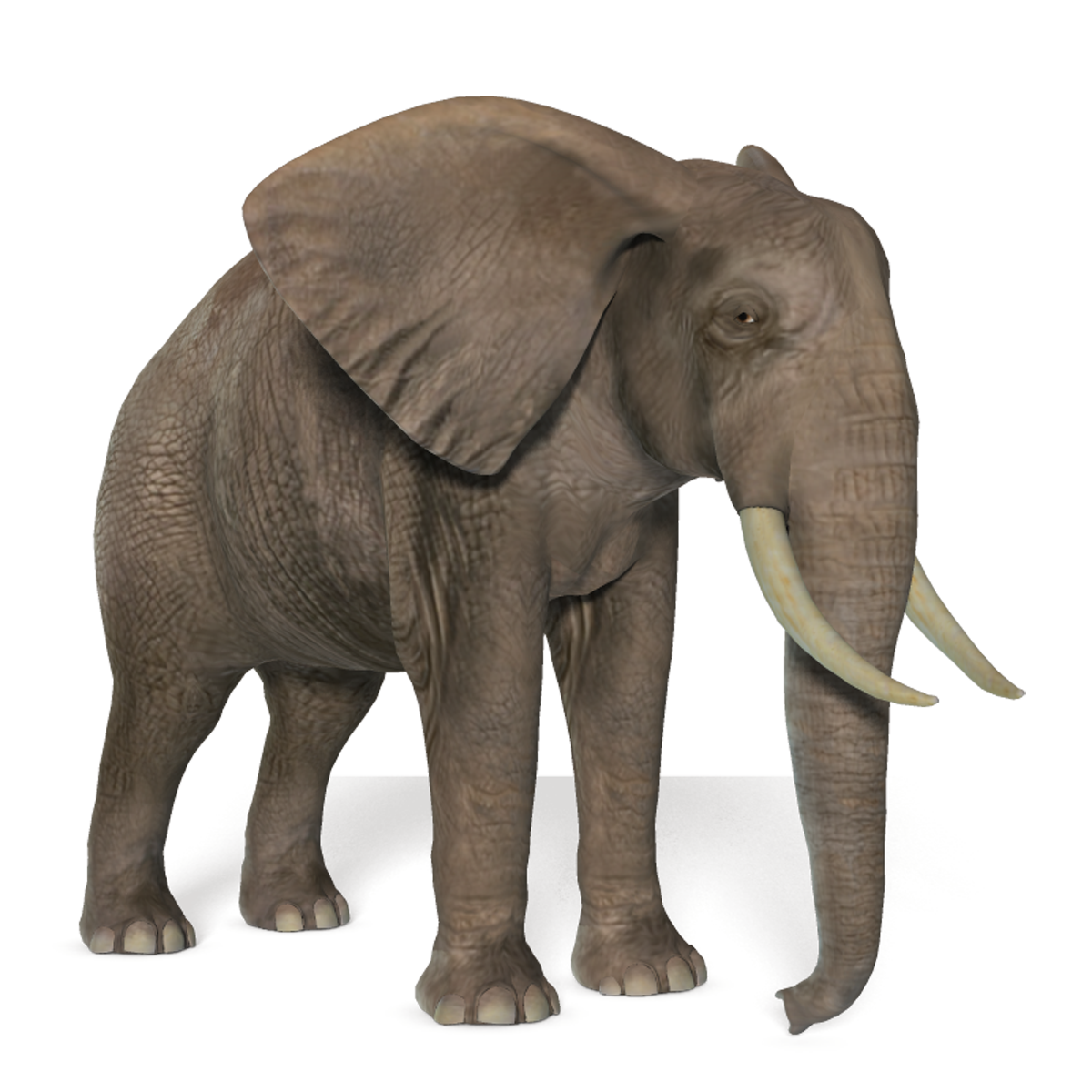 elephant png posermagic deviantart #15819