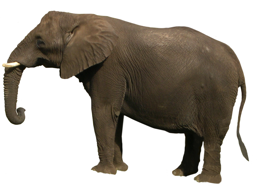 elephant png wdwparksgal deviantart #15783