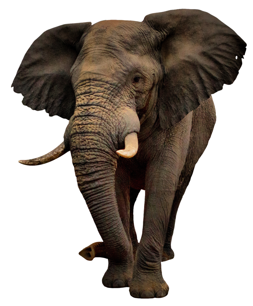 Elephant PNG, Elephant Animal African Photos - Free Transparent PNG Logos