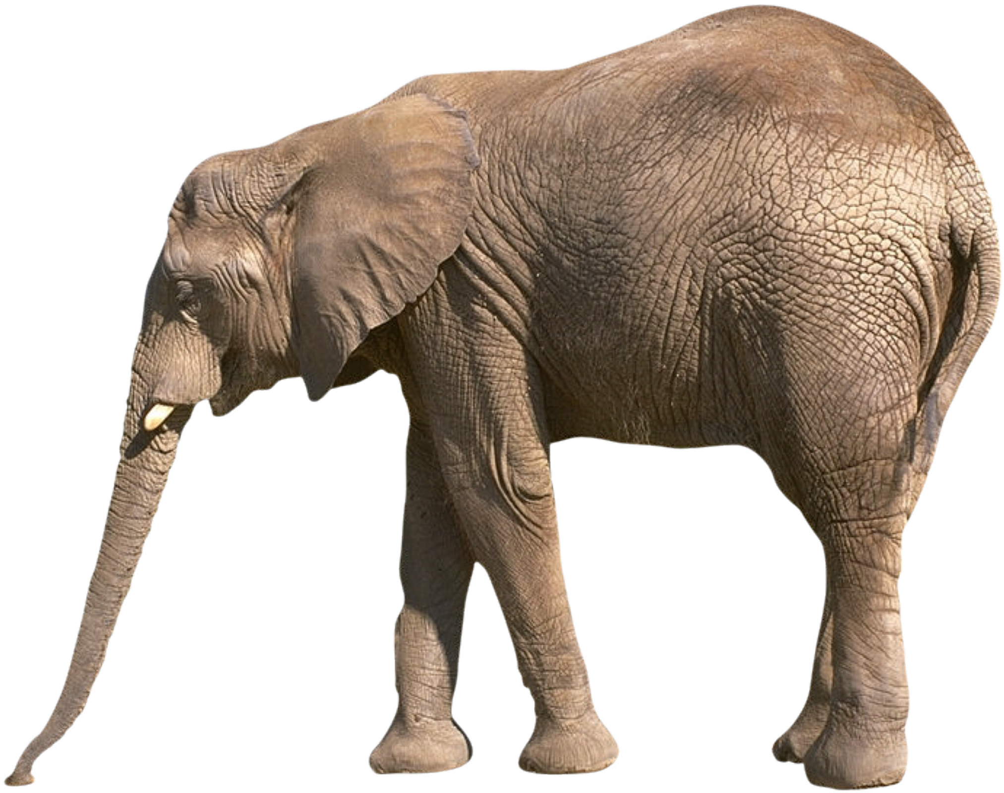 Elephant PNG, Elephant Animal African Photos - Free Transparent PNG Logos