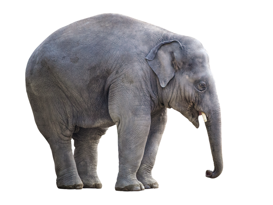 elephant white background isolated image pixabay #15836