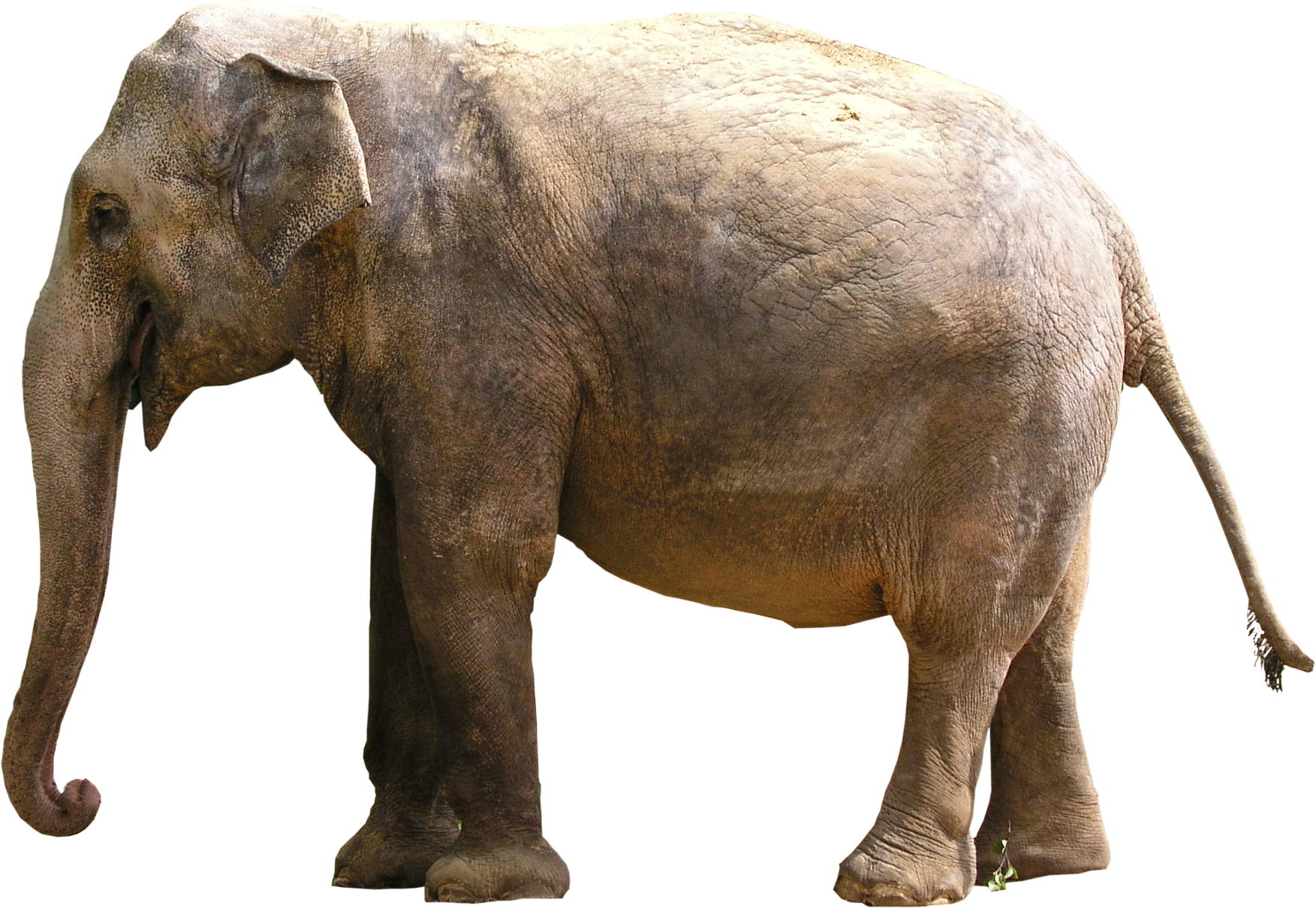 Elephant PNG, Elephant Animal African Photos - Free Transparent PNG Logos