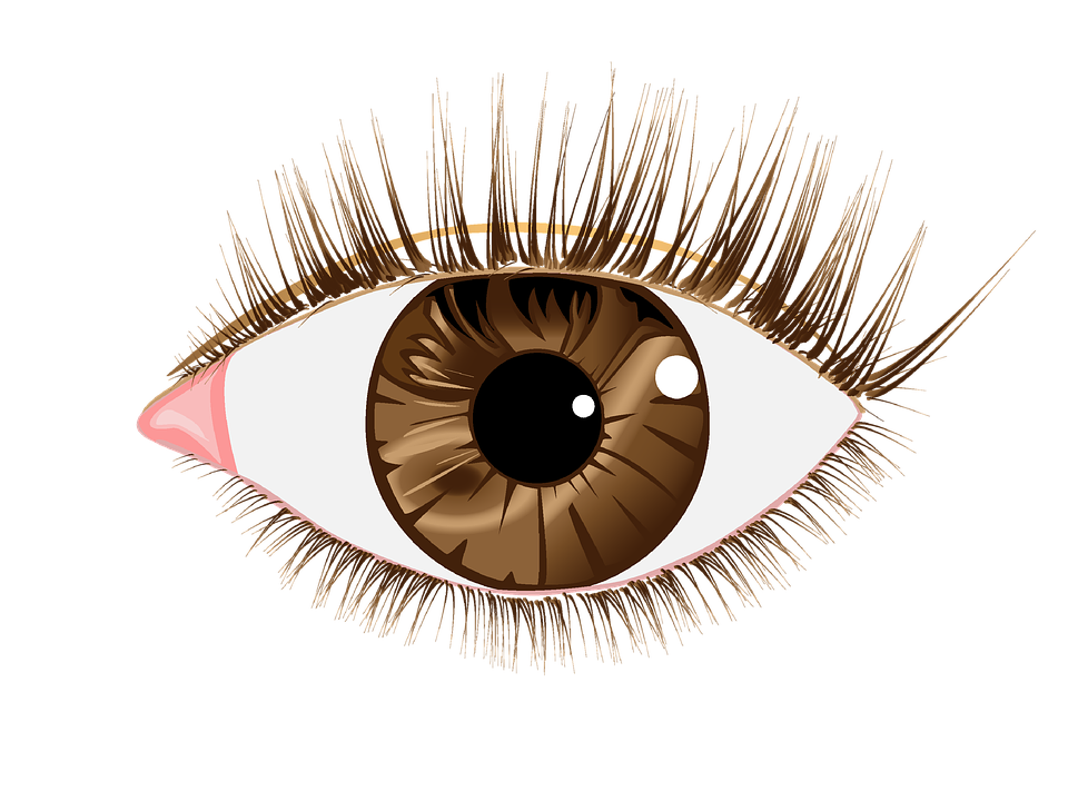 eye brown lashes image pixabay #10695