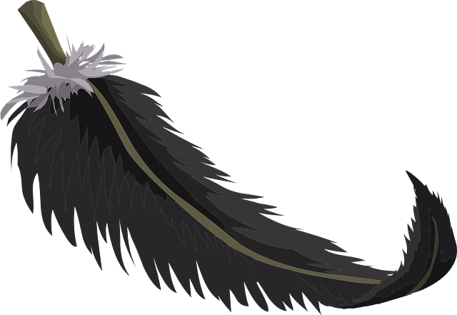 black feather plumage vector graphic pixabay #16428