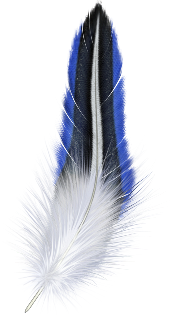 blue and white feather clipart #16346