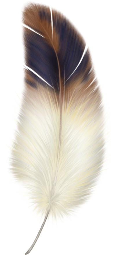 download feather png transparent image and clipart #16359