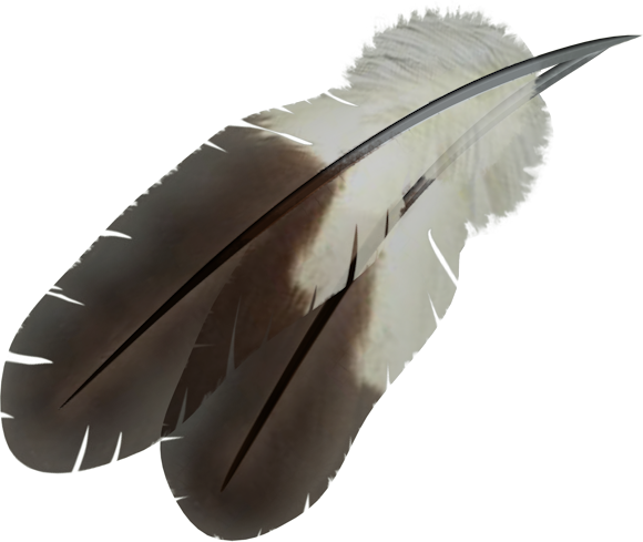 feather, clip art graphics #16401