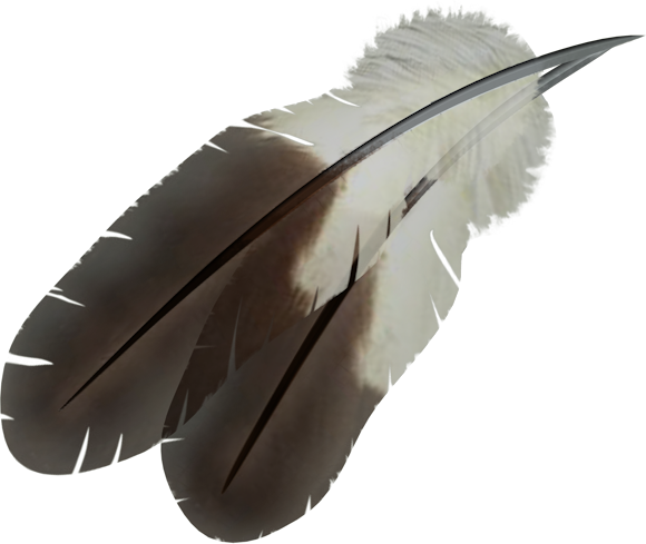 bird feather clip art