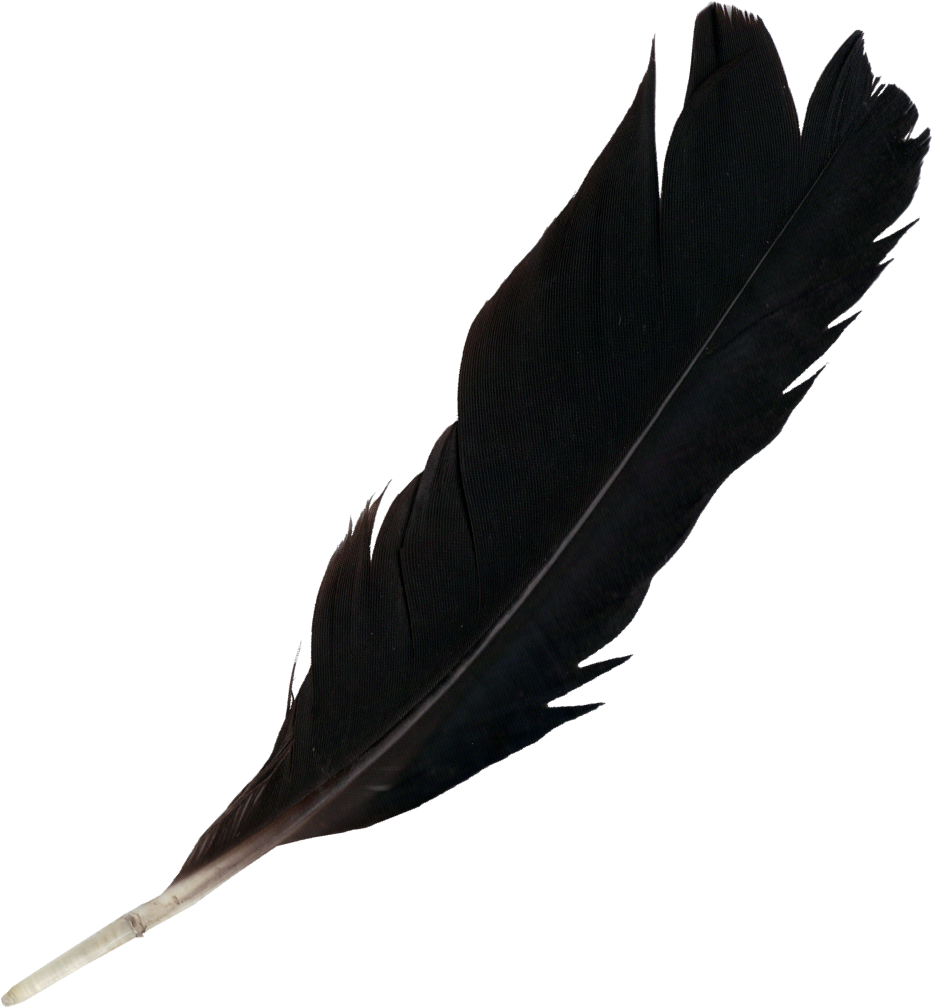 feather, feathers png transparent onlygfxm #16341