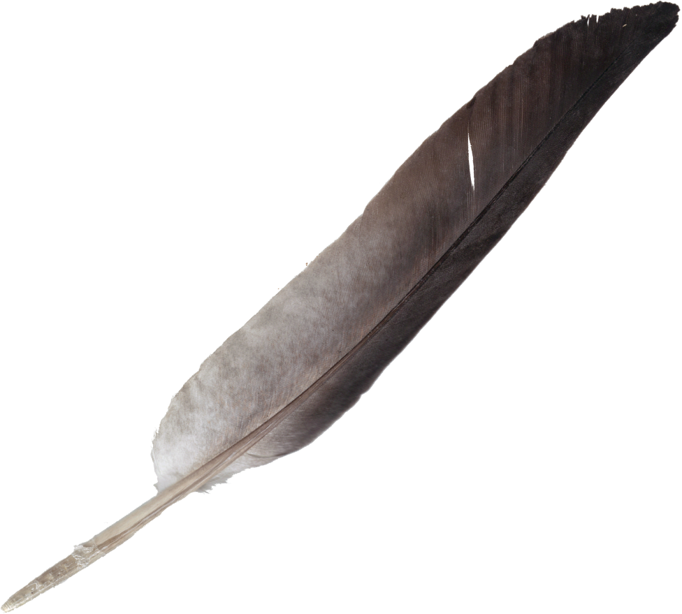 feather, feathers png transparent onlygfxm #16398