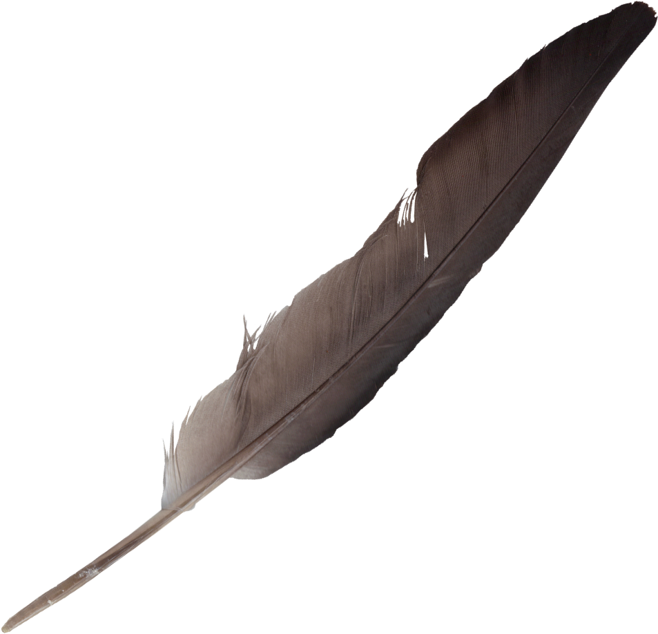 feather, feathers png transparent onlygfxm #16343
