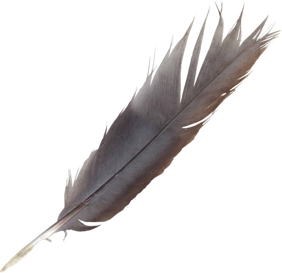 feather, feathers png transparent onlygfxm #16344