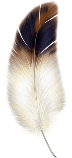 Feather, Feathers PNG Clipart Transparent Download