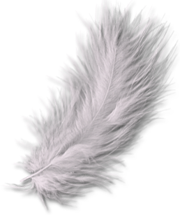 feather, indigene art forms #16385