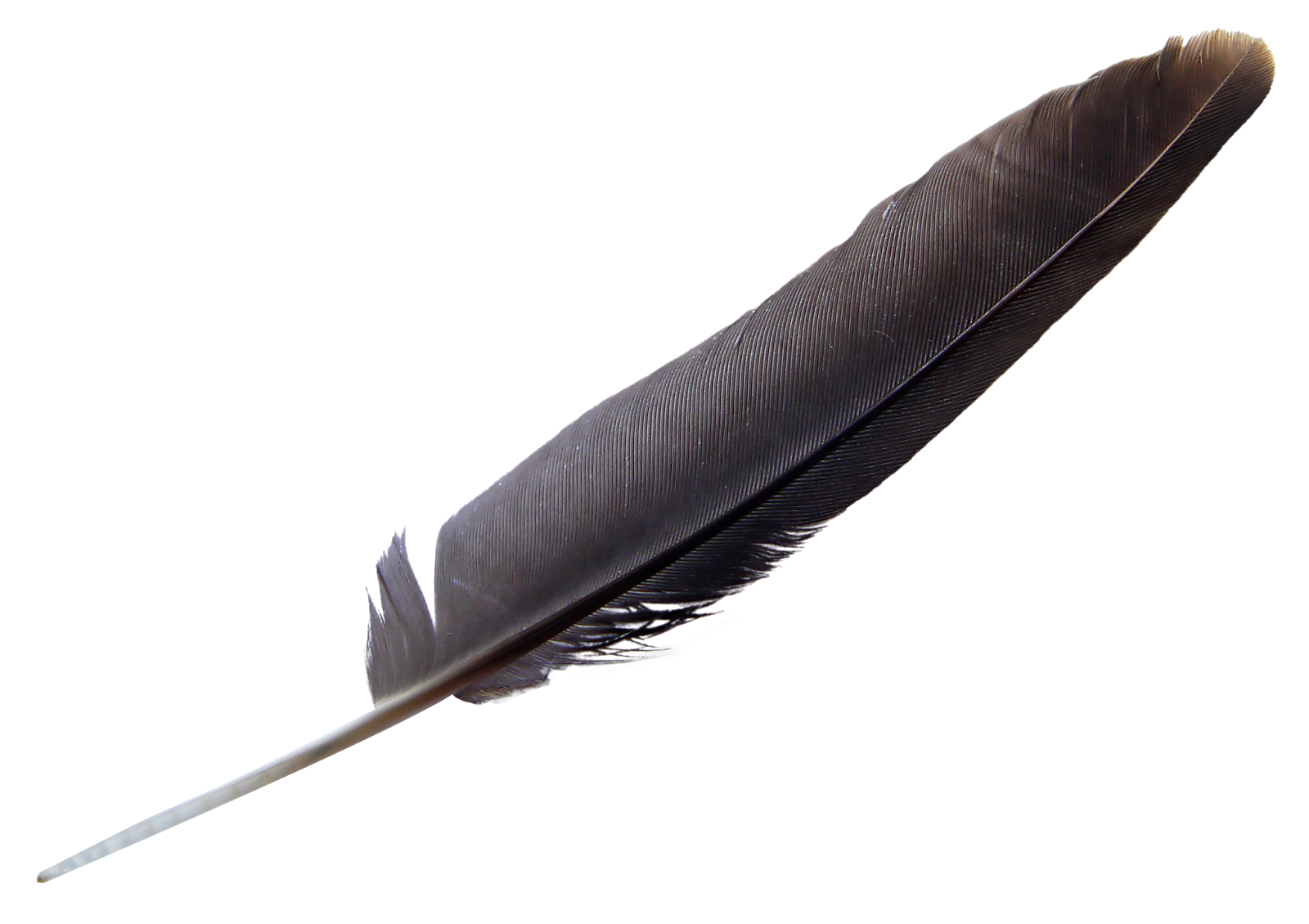 feather, png bird feature edit perfections axwad ijaz #16389