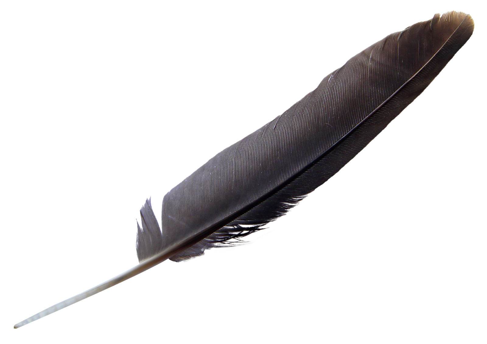 Feather