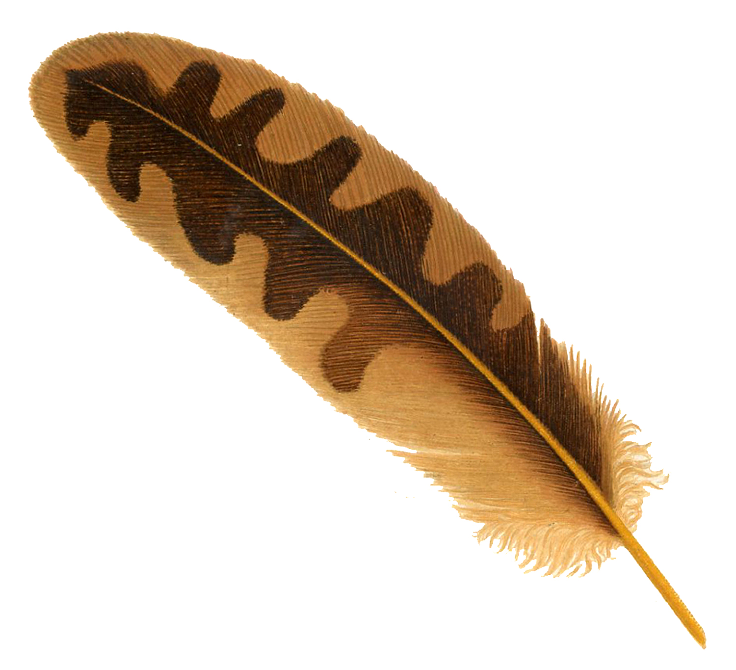 feather png transparent image pngpix #16366