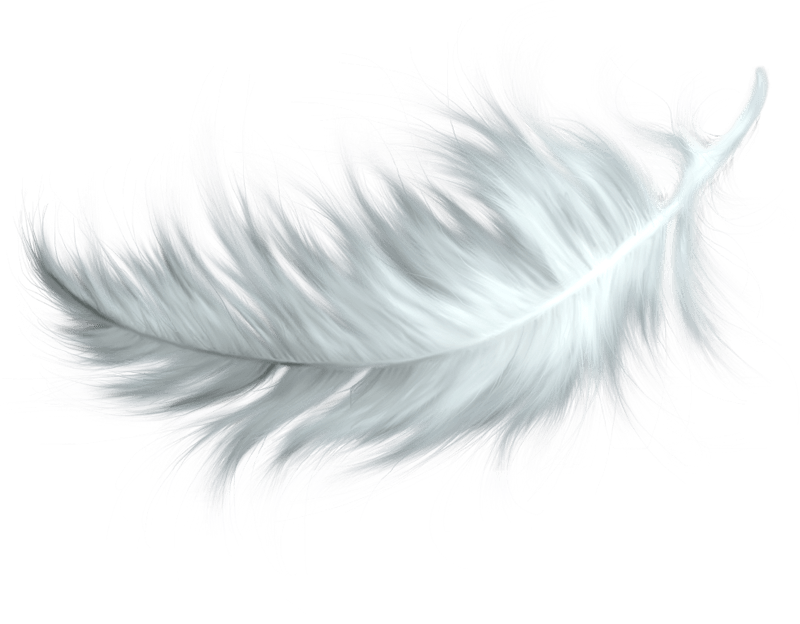 white feather transparent png #16396