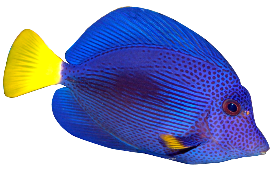 angel fish png transparent angel fish images #11796