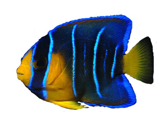 angel fish png transparent angel fish images #11908