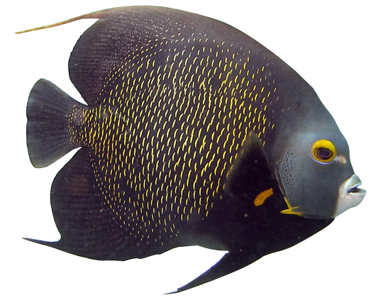 angelfish clipart transparent fish pencil and color #11942