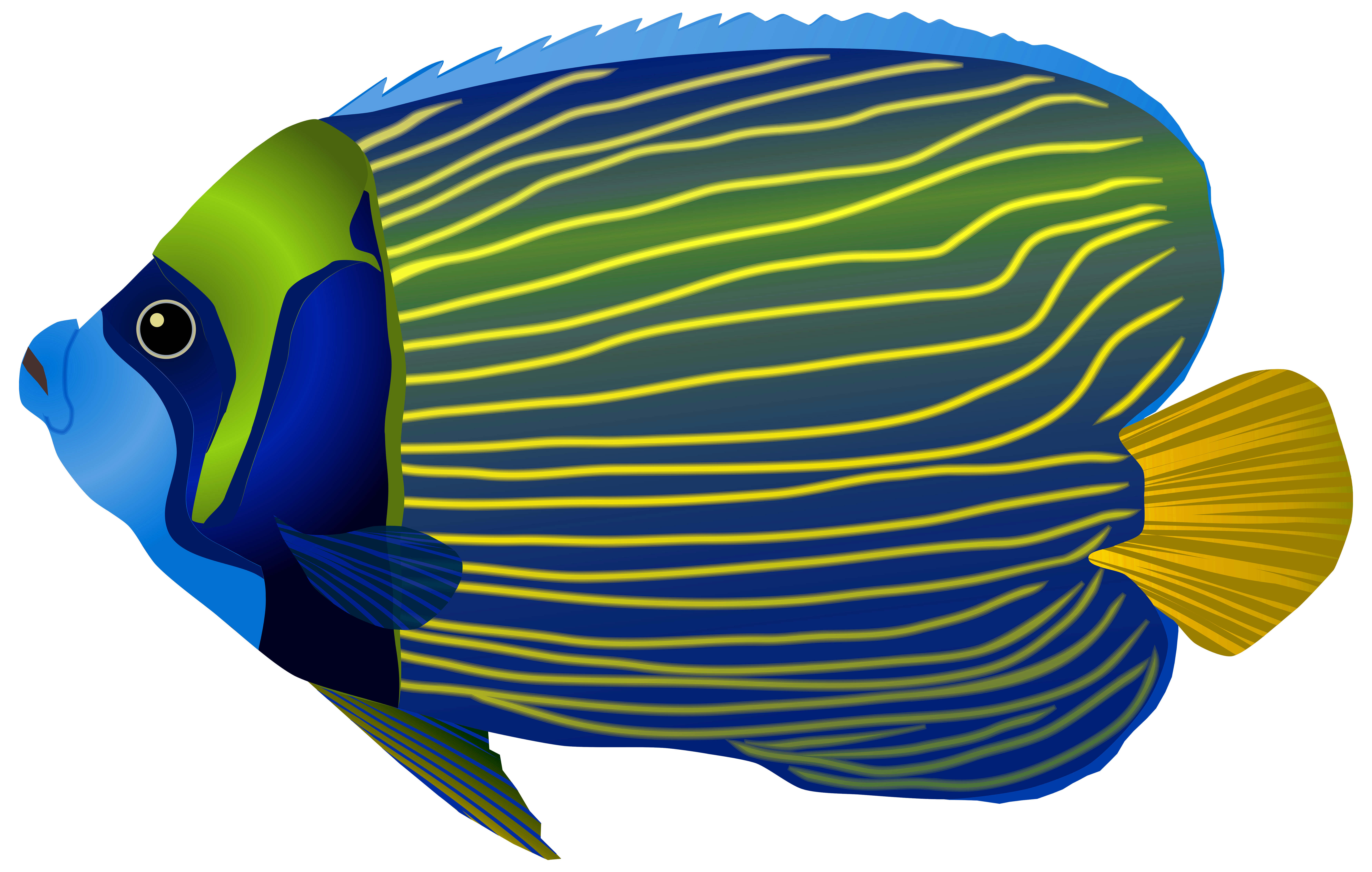 angelfish clipart transparent fish pencil and color