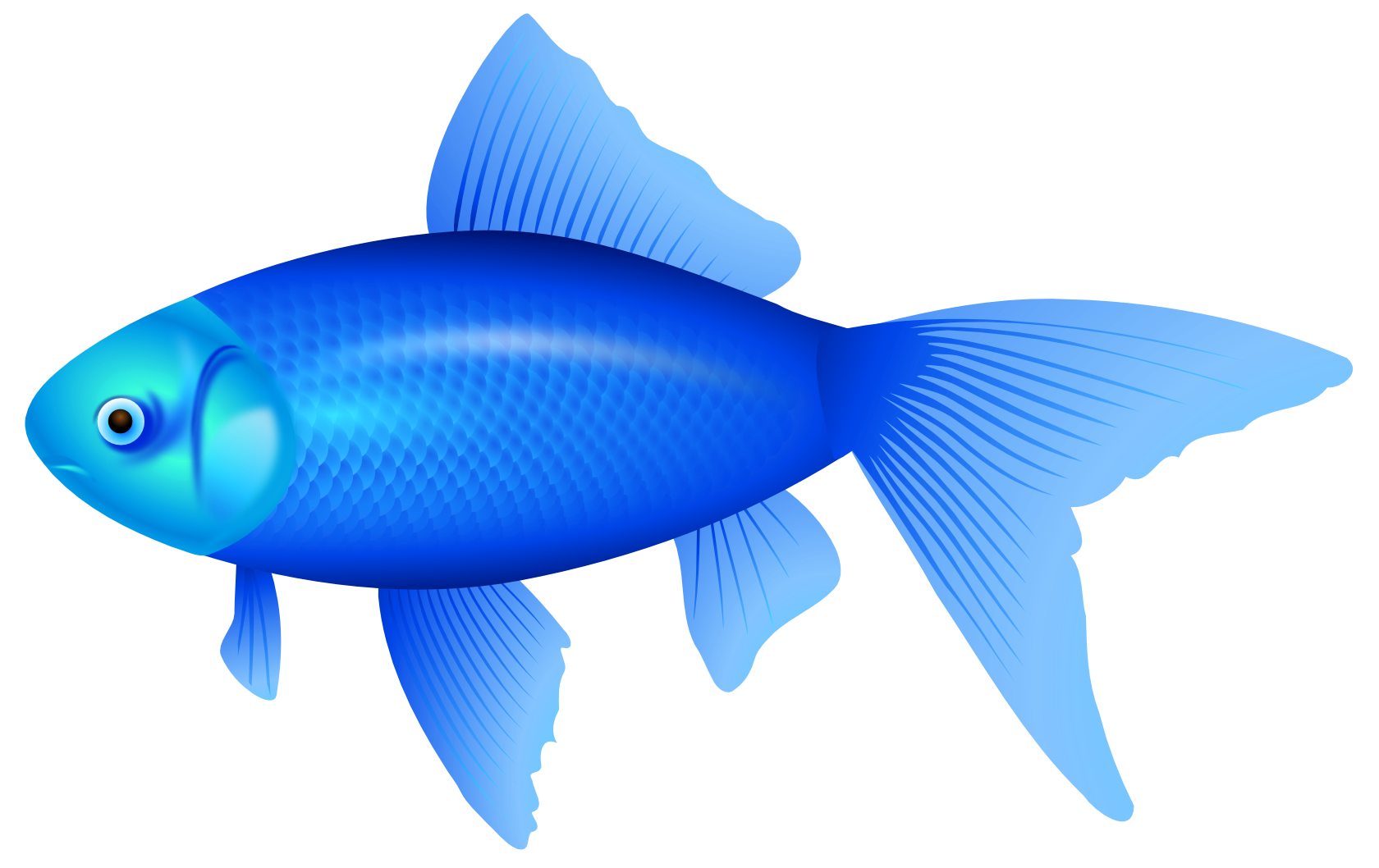 PNG Images Of Fish, Fish Transparent Pictures Free Download