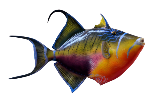 colorful fish png transparent image pngpix #11934