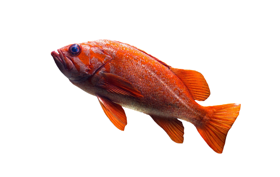 fish goldfish aquarium photo pixabay #11936