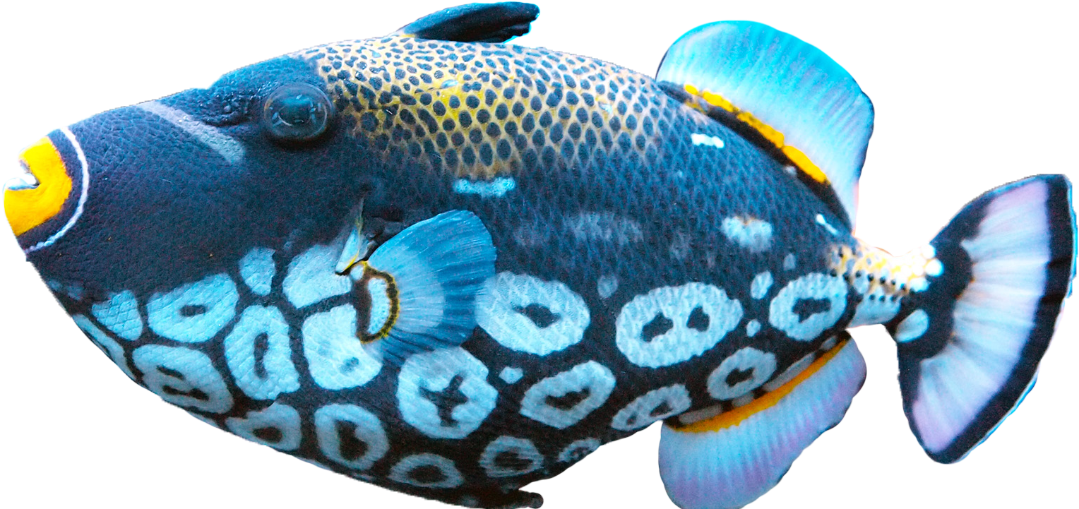 fish png images transparent pictures png only #11965