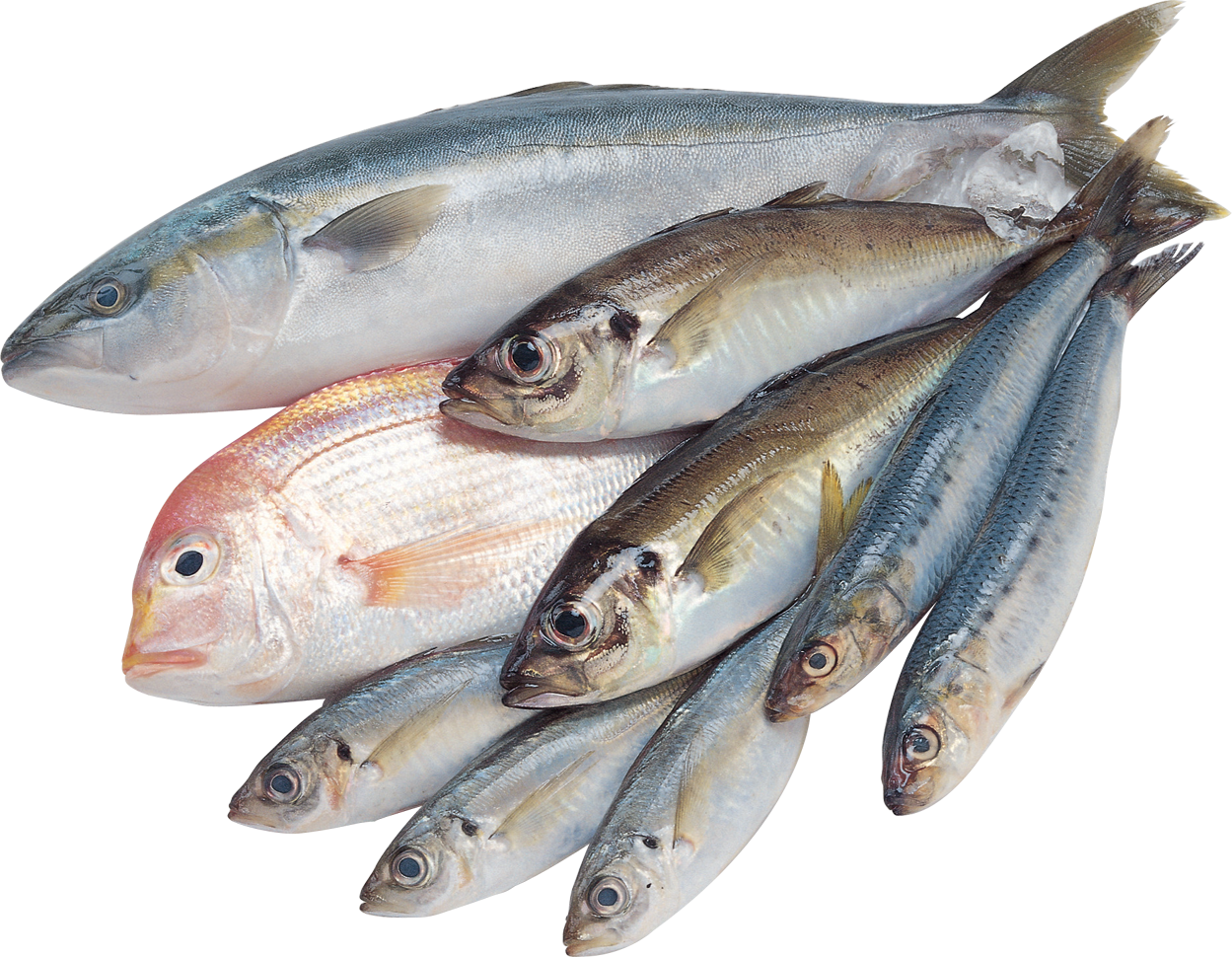 fish png photo transparent download #11961