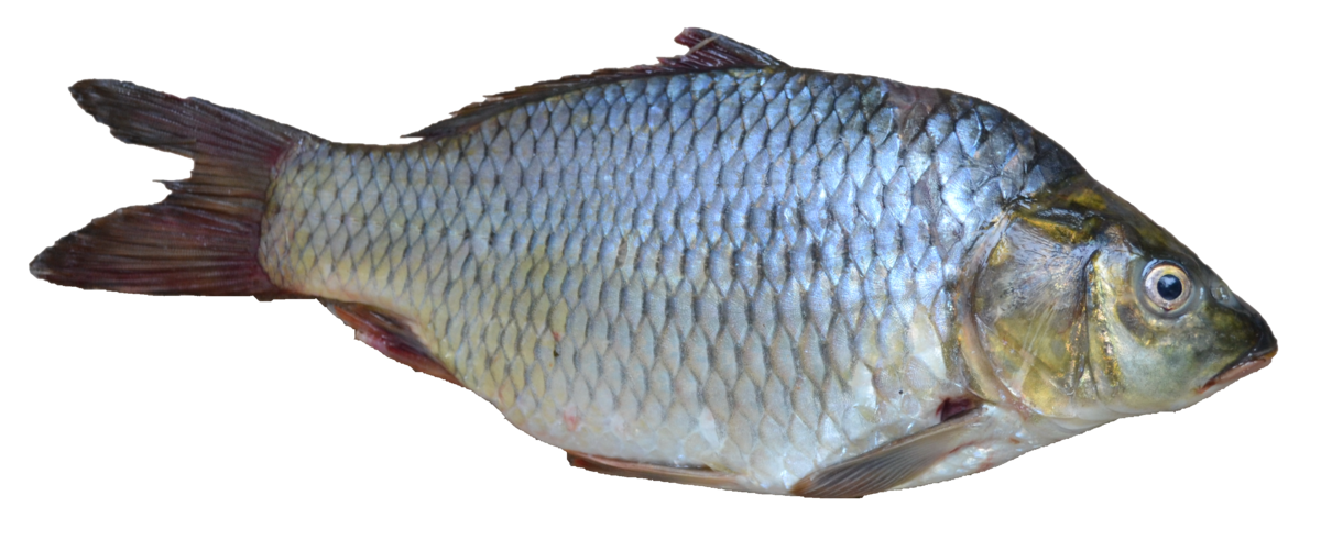 fish png systomus sarana wikispecies #11894