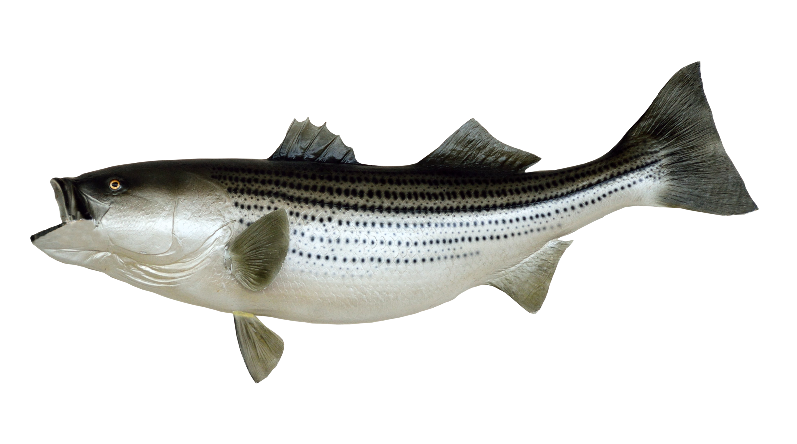 fish png transparent image pngpix #11900