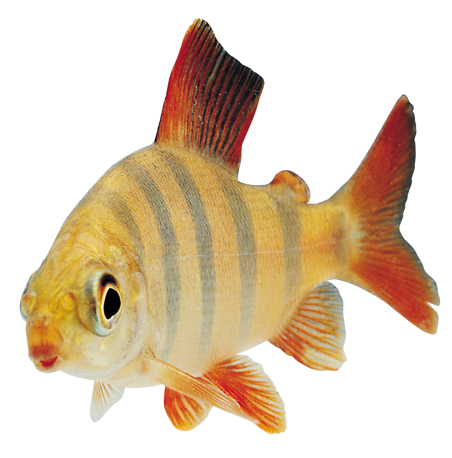 Fish Icon png download - 512*512 - Free Transparent Soulseek png